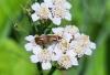 362597 – Photo : Thibaud Daumal – France (60)
